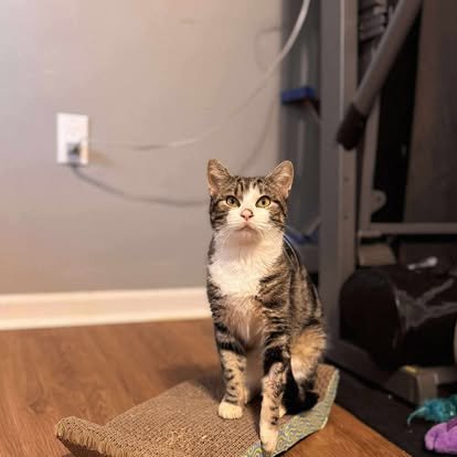 Page Paws Helps a Sweet Stray Kitty Get the Vet Care He Needs for an Injured Leg